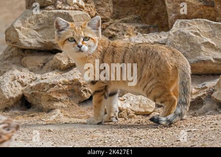 Sandkatze (Felis margarita), Wildkatze, die in den sandigen und steinigen Wüsten Nordafrikas, der Arabischen Halbinsel, Pakistans und des Nahen Ostens beheimatet ist Stockfoto