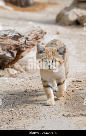 Sandkatze (Felis margarita), Wildkatze, die in den sandigen und steinigen Wüsten Nordafrikas, der Arabischen Halbinsel, Pakistans und des Nahen Ostens beheimatet ist Stockfoto