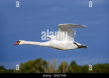 Muter Schwan (Cygnus olor) im Flug gegen den blau-bewölkten Himmel am bewölkten Abend Stockfoto