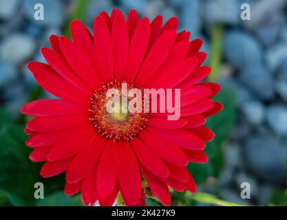 Gerbera Blume auf natürlichem Hintergrund, Barberton Gänseblümchen.Afrikanische Gänseblümchen , Transvaal Gänseblümchen. Gerbera jamesonii. Niemand, verschwommener, selektiver Fokus Stockfoto