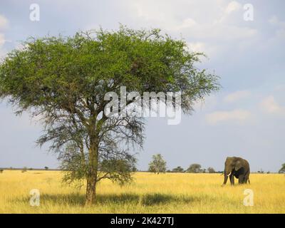 Ein Elefant in Bewegung im Serengeti-Nationalpark Stockfoto