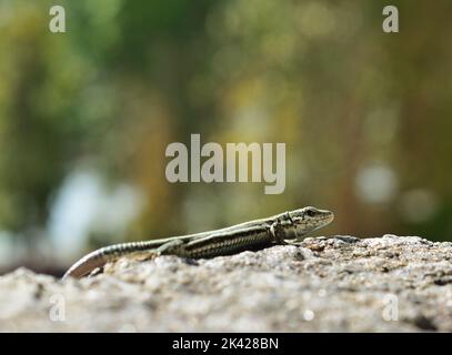 An einem Sommertag in Passau, Deutschland, sonnt sich die gemeine Mauereidechse Podarcis muralis auf den Felsen Stockfoto