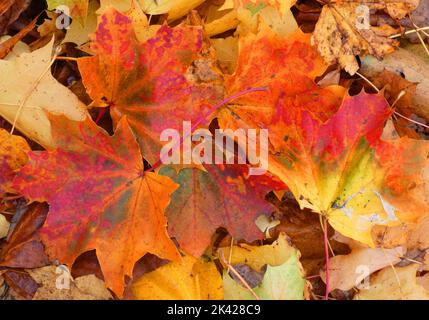 Färbende Blätter des Norwegenahorns im Herbst als Hintergrund. Eine Mischung aus Rot, Grün und Gelb Stockfoto