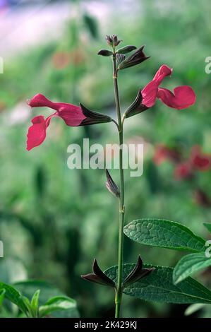 Herbstsalbei (Salvia greggii); Lamiaceae; mehrjährige Pflanze; blütenrot Stockfoto