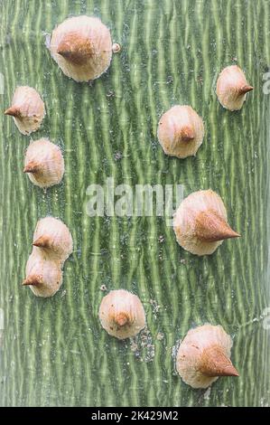 Dornige Rinde aus Seide (Chorisia speciosa). Stockfoto