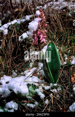 Barlia robertiana (Orchidaceae), spontane Orchidee, die unter dem Schnee blüht. Stockfoto