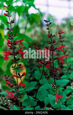 Scharlachroter Salbei (Salvia coccinea cv. Lady in Red); Lamiaceae; ornamentaler Salbei; mehrjährige Kraut; Blütenrot Stockfoto