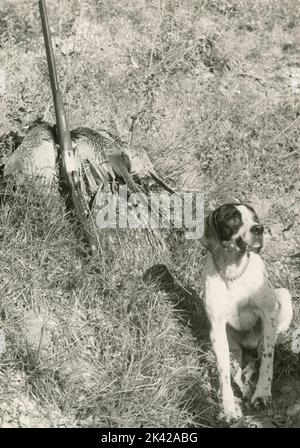 Ein Jagdhund, ein Gewehr und ein toter Fessant, Italien 1960s Stockfoto