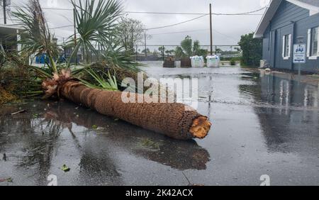 Winter Haven, Florida, USA. 29. September 2022. 29. September 2022, Winter Haven, Florida: Eine Palme, die während des Vorwehens Ian umgeblasen wurde, sitzt auf der Straße des Orange Manor Anhängerparks im Zentrum Floridas. (Bild: © Dominic Gwinn/ZUMA Press Wire) Stockfoto