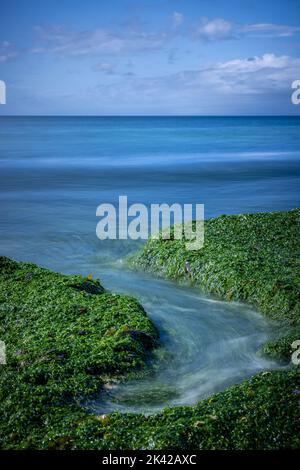 Ausgewaschene Algen am Strand, lange Exposition Stockfoto