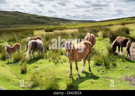 Wilde Pferde wandern frei entlang der schönen Bergstraße A4059, die in Richtung Pen Y Fan führt, in den Brecon Beacons, Wales, Großbritannien. Foto: Rob Watkins/Alamy Stockfoto