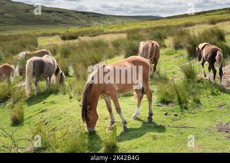 Wilde Pferde wandern frei entlang der schönen Bergstraße A4059, die in Richtung Pen Y Fan führt, in den Brecon Beacons, Wales, Großbritannien. Foto: Rob Watkins/Alamy Stockfoto