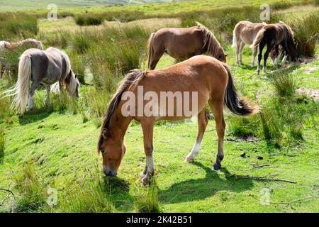 Wilde Pferde wandern frei entlang der schönen Bergstraße A4059, die in Richtung Pen Y Fan führt, in den Brecon Beacons, Wales, Großbritannien. Foto: Rob Watkins/Alamy Stockfoto