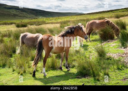 Wilde Pferde wandern frei entlang der schönen Bergstraße A4059, die in Richtung Pen Y Fan führt, in den Brecon Beacons, Wales, Großbritannien. Foto: Rob Watkins/Alamy Stockfoto