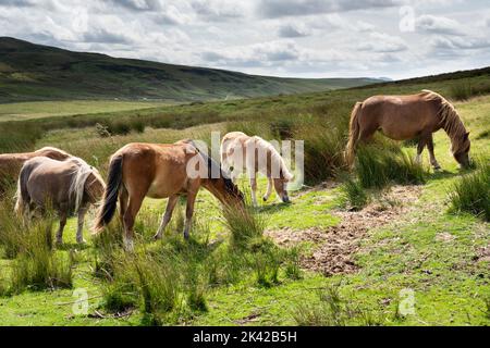 Wilde Pferde wandern frei entlang der schönen Bergstraße A4059, die in Richtung Pen Y Fan führt, in den Brecon Beacons, Wales, Großbritannien. Foto: Rob Watkins/Alamy Stockfoto