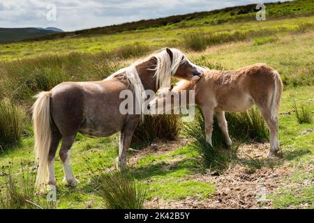 Wilde Pferde wandern frei entlang der schönen Bergstraße A4059, die in Richtung Pen Y Fan führt, in den Brecon Beacons, Wales, Großbritannien. Foto: Rob Watkins/Alamy Stockfoto