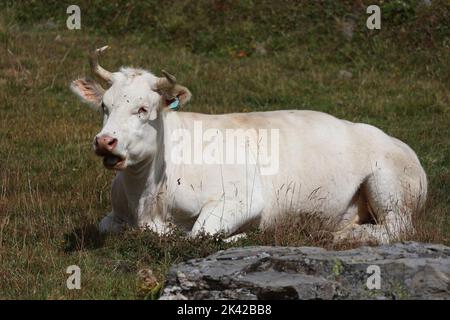 Weiße charolais-Kuh in den alpen Stockfoto