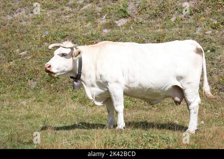 Weiße charolais-Kuh in den alpen Stockfoto