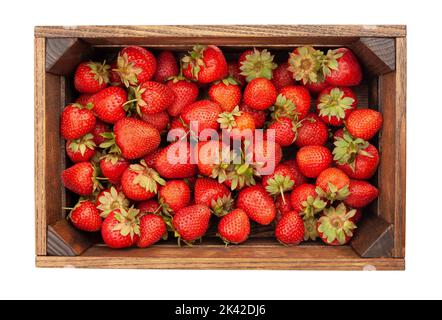 Erdbeerpfad isoliert auf weißer Draufsicht Stockfoto