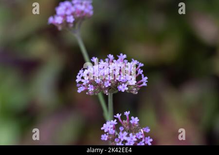 Hellviolette Eisenkraut blüht in einem Garten Stockfoto