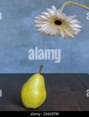 Unter einer weißen Gerbera-Blume steht eine Birne Stockfoto