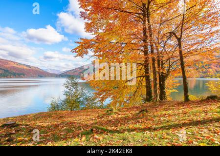 Bäume am Ufer eines Sees. Sonniger Herbstnachmittag. Wunderschöne Landschaft in den Bergen. Himmel mit flauschigen Wolken Stockfoto