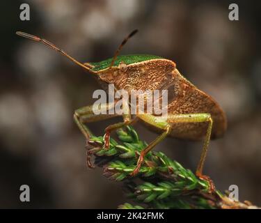 Gewöhnlicher grüner Schildbug (Palomena prasina), der auf dem Stamm der Heidepflanze thront. Tipperary, Irland Stockfoto