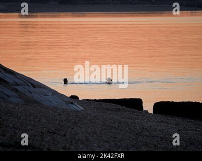 Sheerness, Kent, Großbritannien. 29. September 2022. UK Wetter: Ein atemberaubender Sonnenuntergang am Ende eines schönen Septembertages in Sheerness, Kent. Kredit: James Bell/Alamy Live Nachrichten Stockfoto