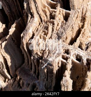 Alte alte versteinerte Holz, Ausgrabung, Mineralien, als schöner Hintergrund Nahaufnahme Vorderansicht schmale Fokuslinie, geringe Tiefenschärfe Makro Stockfoto