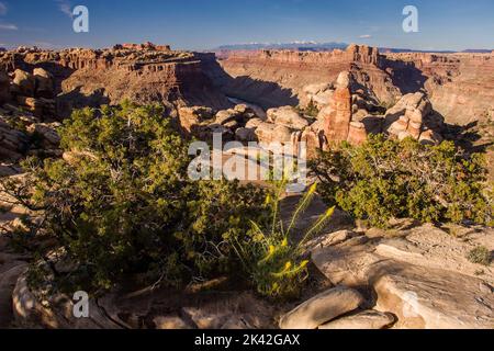 Der Colorado River Canyon & La Sal Mountains vom Puppenhaus im Maze District im Canyonlands NP, Utah. Eine Prinz-Plume ist in der Blüte in der fo Stockfoto