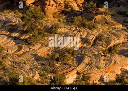 Erodierte Sandsteinformationen aus Cedar Mesa im Doll House-Bereich des Maze District im Canyonlands National Park, Utah. Stockfoto