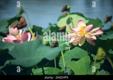 Lotusblüte in Blüte, umgeben von Blättern, die aus der Nähe gesehen werden Stockfoto