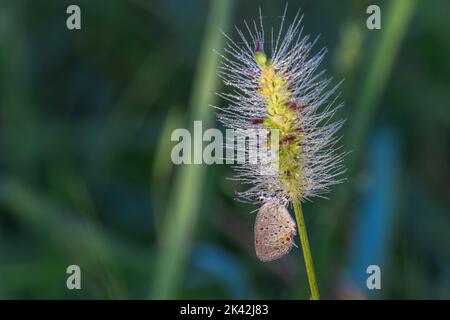 Kurzschwanzblauer Schmetterling auf einem Grashalm Stockfoto