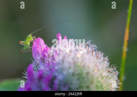 Slender Meadow Katydid Stockfoto