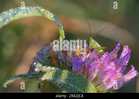 Slender Meadow Katydid Stockfoto