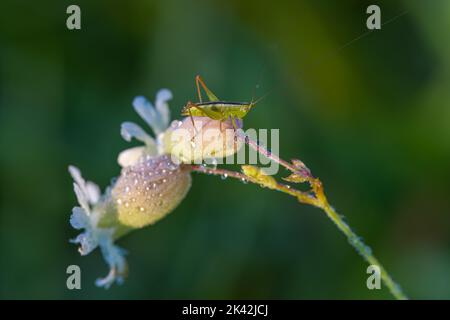 Slender Meadow Katydid Stockfoto