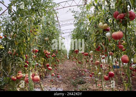 Rote Bio-Tomaten im Gewächshaus Stockfoto