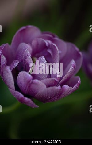 Double Tulip Blue Diamond im Frühlingsgarten Stockfoto