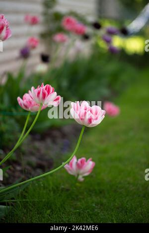 Doppelt rosa Pfingstrose Tulpe angelique Nahaufnahme Stockfoto