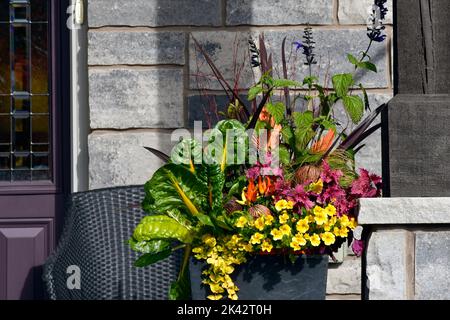 Container Gartenarbeit mit hellen Farben und dekorativen Grünkohl schaffen eine schöne Danksageblume Anordnung. Stockfoto