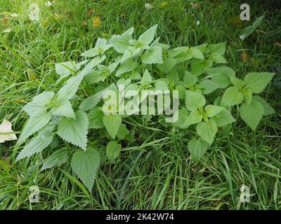 Junge Brennnesselpflanzen im Gras im Sommer mit winzigen Wassertröpfchen auf den Pflanzen um Stockfoto