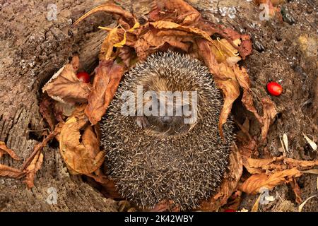 Igel, Wissenschaftlicher Name: Erinaceus Europaeus. Nahaufnahme eines wilden, einheimischen, europäischen Igels im Herbst, der in einem Baumstamm mit goldener Bergahorn fest einschläft Stockfoto