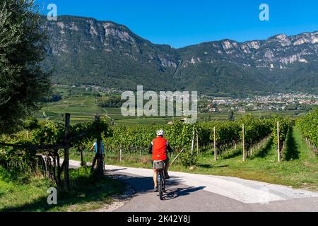 Radweg durch die Weinanbaugebiete in Südtirol, bei Kaltern an der Weinstraße, kurz vor der Weinlese, Blick auf die Nonsberggruppe Stockfoto