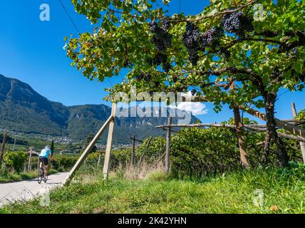 Radweg durch die Weinanbaugebiete in Südtirol, bei Kaltern an der Weinstraße, kurz vor der Weinlese, Blick auf die Nonsberggruppe Stockfoto