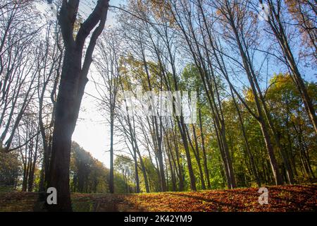 Herrlicher Blick auf den Garten der Nationaldomäne Saint-Cloud mit einem fantastischen Herbstwald und Sonnenstrahlen im Rahmen (contajour) in Paris Stockfoto