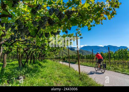 Radweg durch die Weinanbaugebiete in Südtirol, bei Kaltern an der Weinstraße, kurz vor der Weinlese, Südtirol, Italien, Stockfoto