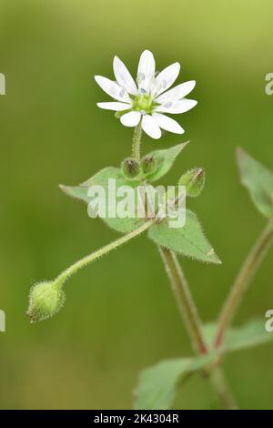 Wasser-Kraut - Myosoton aquaticum Stockfoto