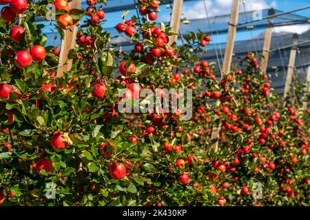 Apfelanbaugebiet im Etschtal, Südtirol, größte Anbauflächen, in Südtirol über 18,400 Hektar, von über 7000 Obstbauern bewirtschaftet, während de Stockfoto