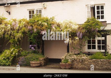 Ein Eingang zu einem Anwesen in Lydford, Devon, England, mit weißen und violetten Glyzinien, die um die Tür und die Fenster wachsen Stockfoto