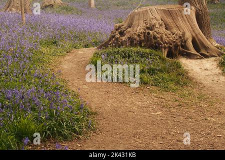 Ein englischer Bluebell-Wald, der einen alten Baumstumpf im englischen Frühling umgibt Stockfoto